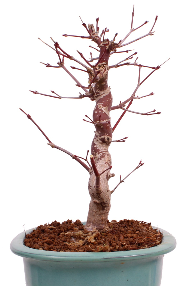 Bonsai - Acer palmatum Deshojo - roter Fächerahorn 229/29