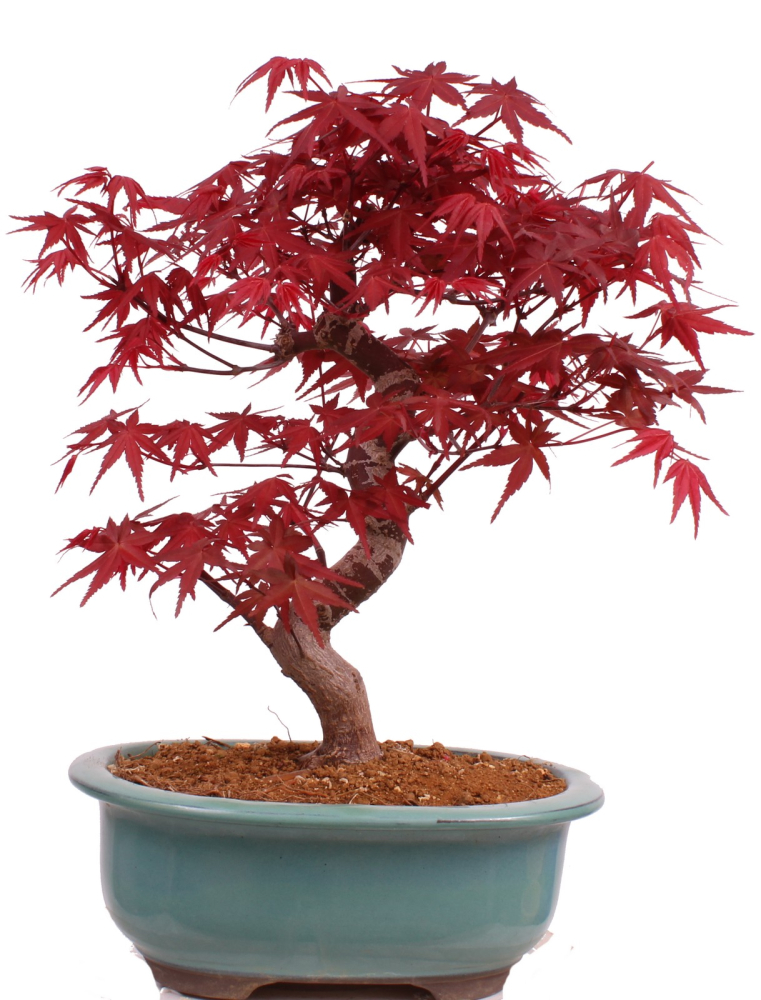 Bonsai - Acer palmatum Deshojo - roter Fächerahorn 229/29