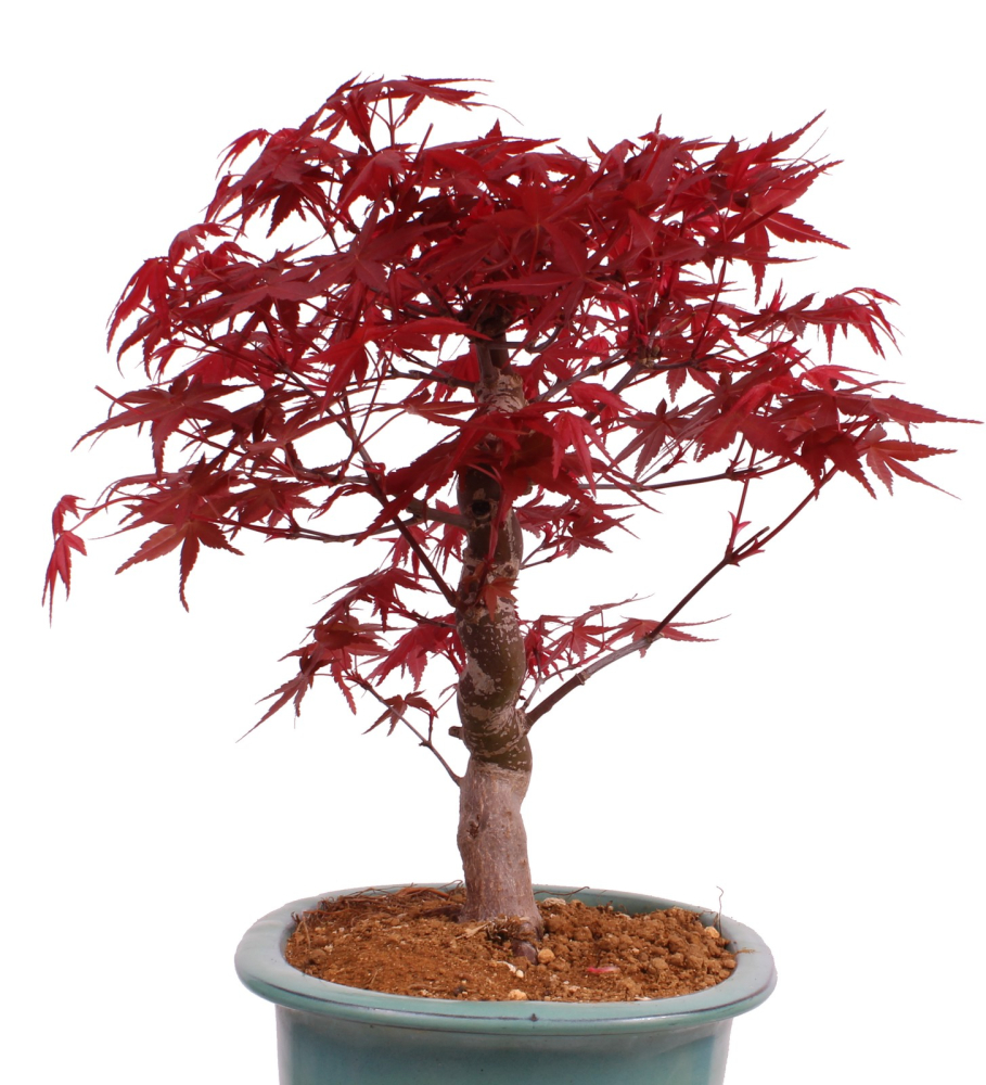 Preview: Bonsai - Acer palmatum Deshojo - roter Fächerahorn 229/29