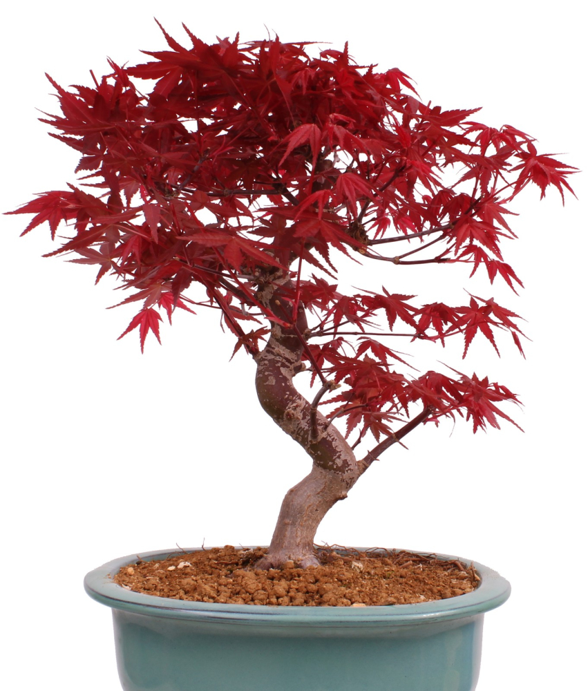 Preview: Bonsai - Acer palmatum Deshojo - roter Fächerahorn 229/29