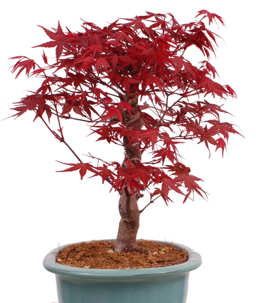 Preview: Bonsai - Acer palmatum Deshojo - roter Fächerahorn 229/29