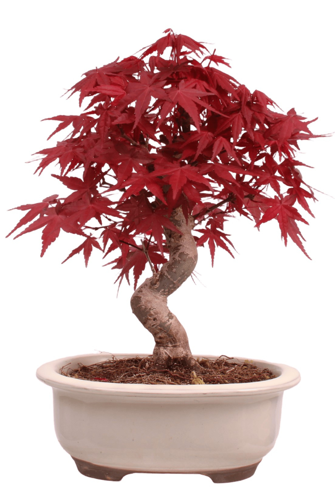 Bonsai - Acer palmatum Deshojo - roter Fächerahorn 229/30