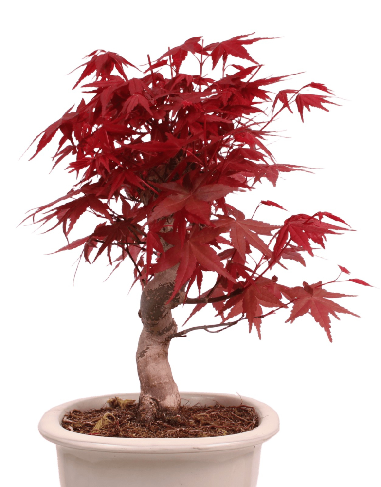 Preview: Bonsai - Acer palmatum Deshojo - roter Fächerahorn 229/30