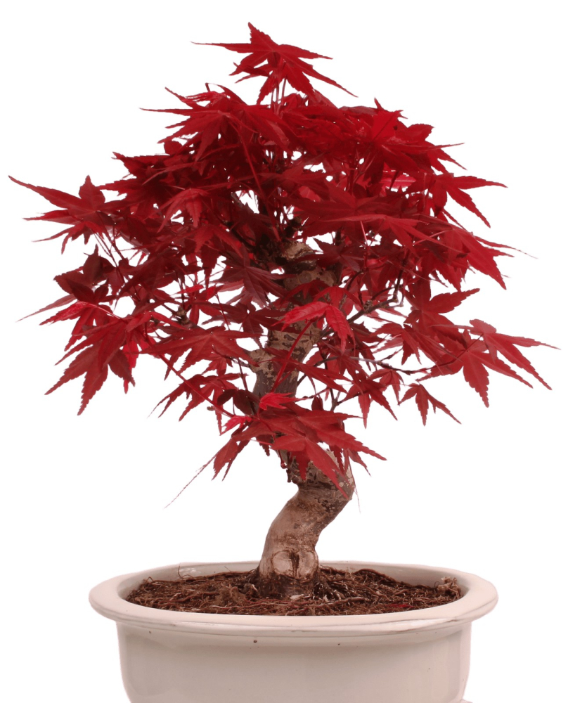 Preview: Bonsai - Acer palmatum Deshojo - roter Fächerahorn 229/30