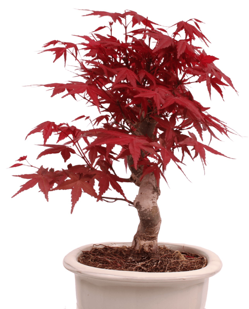 Preview: Bonsai - Acer palmatum Deshojo - roter Fächerahorn 229/30