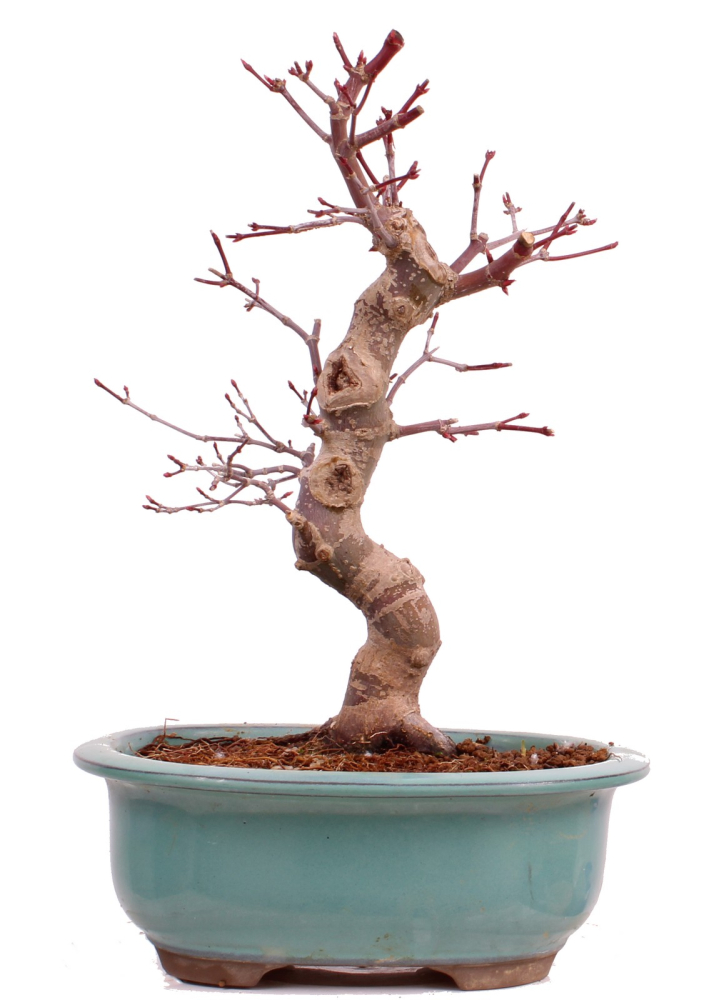 Bonsai - Acer palmatum Deshojo - roter Fächerahorn 229/31
