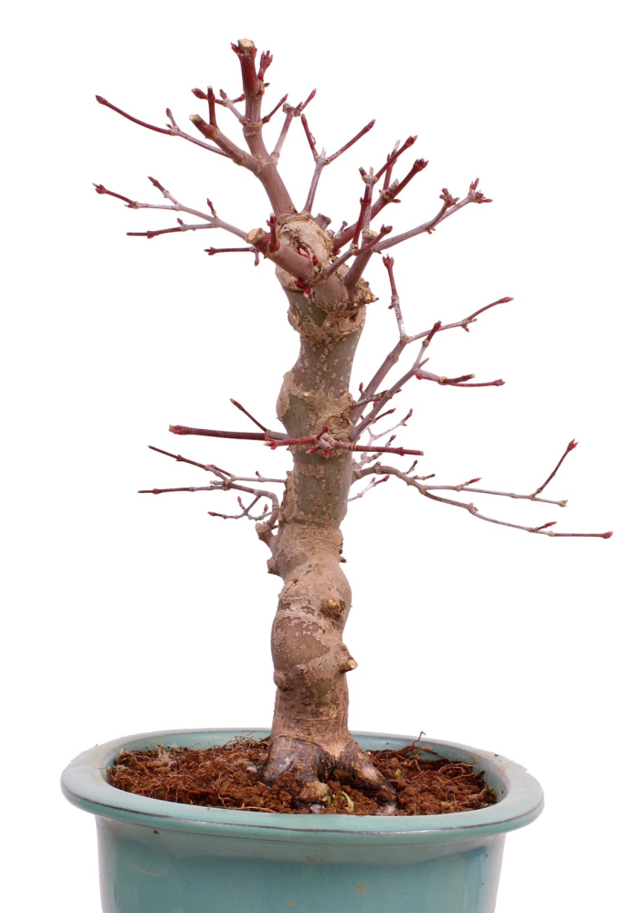 Bonsai - Acer palmatum Deshojo - roter Fächerahorn 229/31