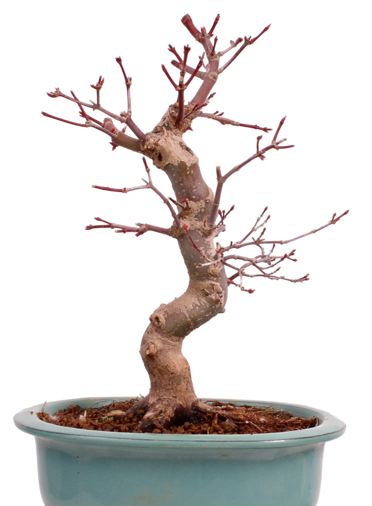 Bonsai - Acer palmatum Deshojo - roter Fächerahorn 229/31