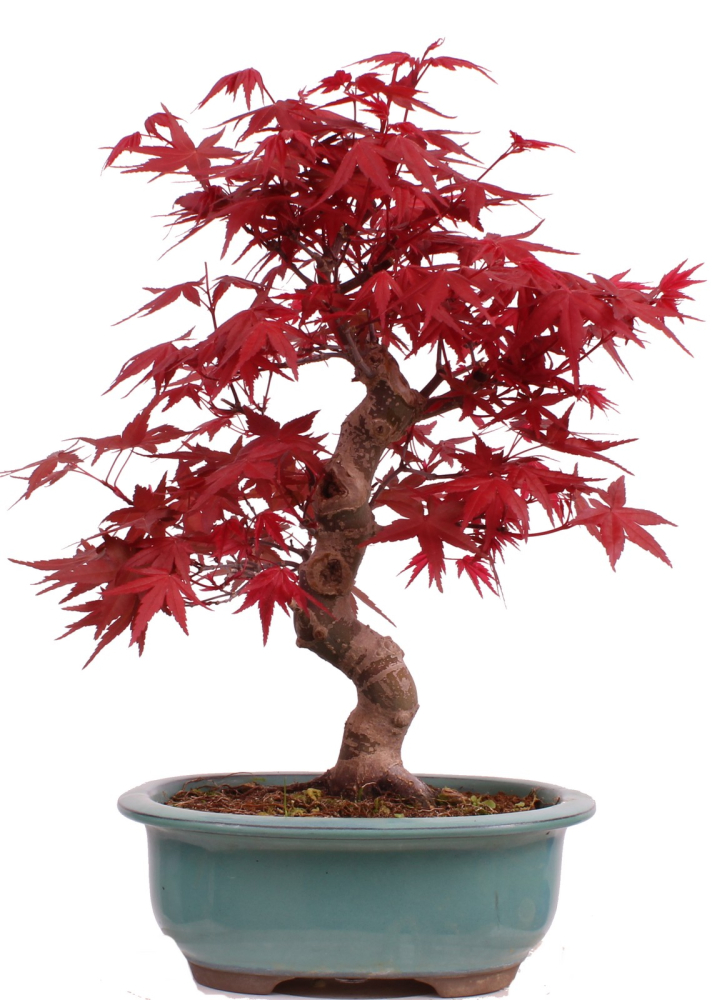 Bonsai - Acer palmatum Deshojo - roter Fächerahorn 229/31