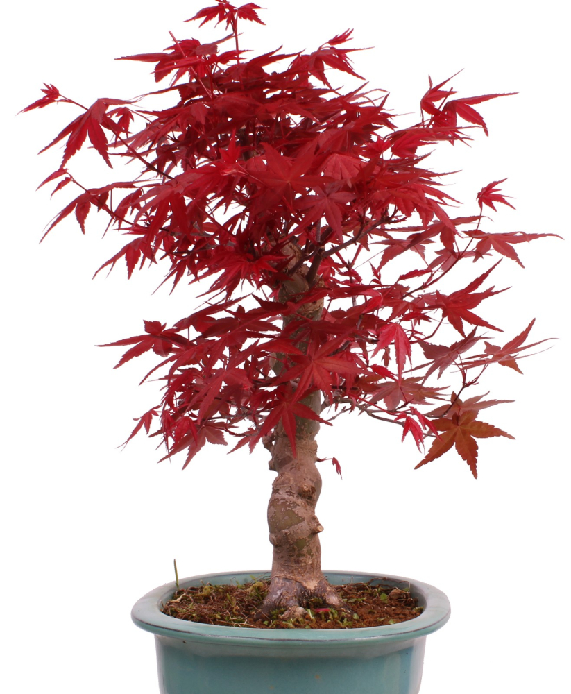 Preview: Bonsai - Acer palmatum Deshojo - roter Fächerahorn 229/31