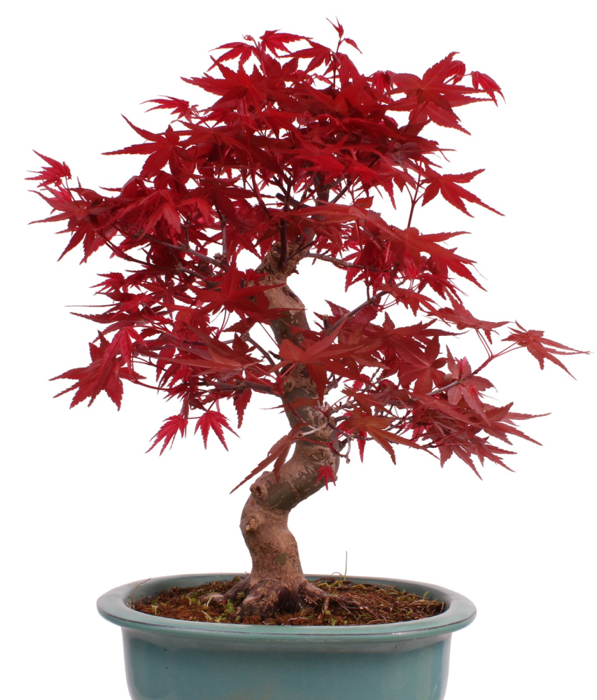 Preview: Bonsai - Acer palmatum Deshojo - roter Fächerahorn 229/31
