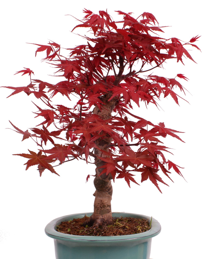 Preview: Bonsai - Acer palmatum Deshojo - roter Fächerahorn 229/31