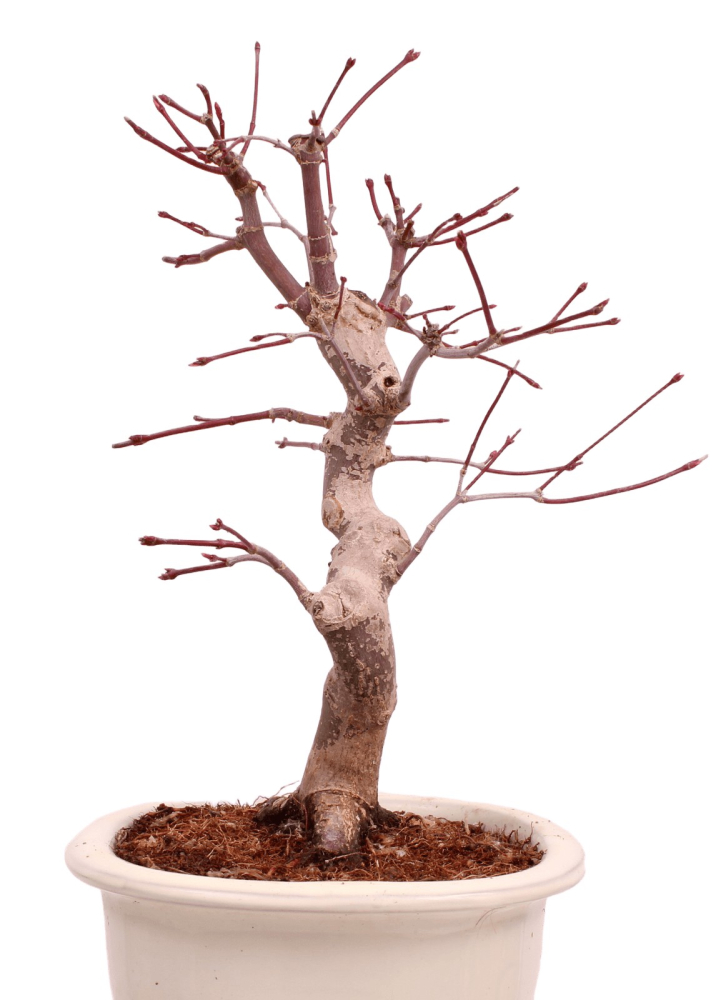 Bonsai - Acer palmatum Deshojo - roter Fächerahorn 229/32