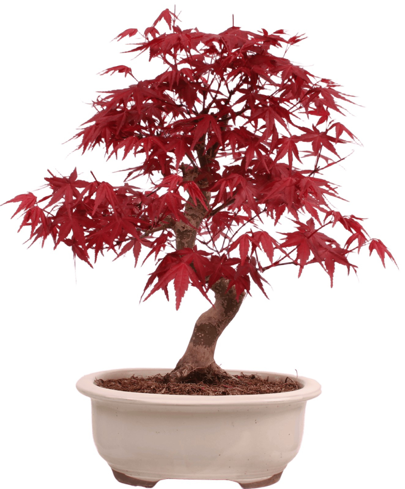 Bonsai - Acer palmatum Deshojo - roter Fächerahorn 229/32