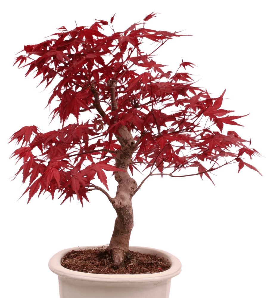 Preview: Bonsai - Acer palmatum Deshojo - roter Fächerahorn 229/32