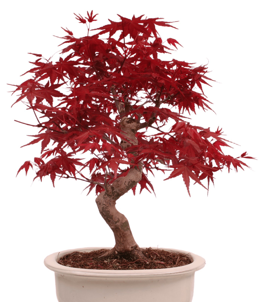 Preview: Bonsai - Acer palmatum Deshojo - roter Fächerahorn 229/32
