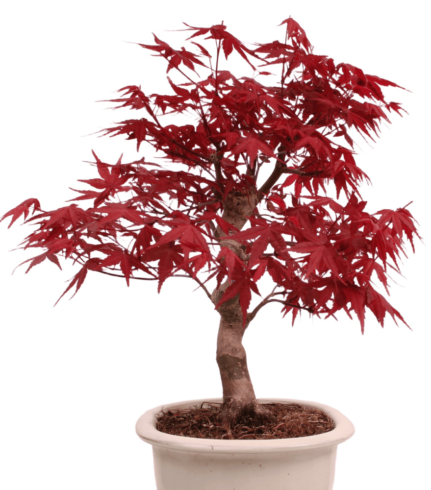 Preview: Bonsai - Acer palmatum Deshojo - roter Fächerahorn 229/32