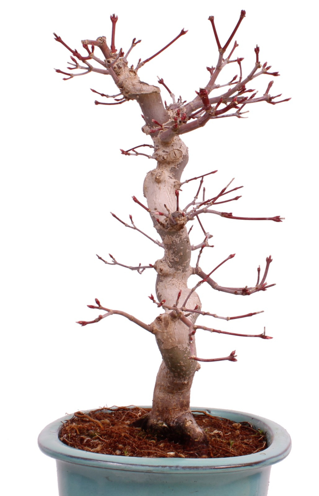 Bonsai - Acer palmatum Deshojo - roter Fächerahorn 229/33