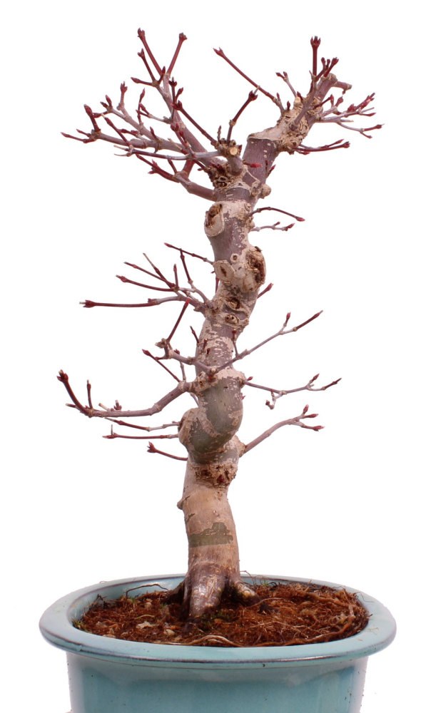 Bonsai - Acer palmatum Deshojo - roter Fächerahorn 229/33