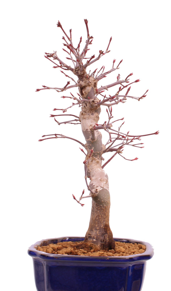 Bonsai - Acer palmatum Deshojo, roter Fächerahorn 229/34