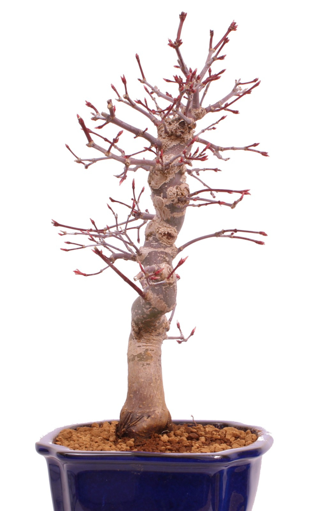 Bonsai - Acer palmatum Deshojo, roter Fächerahorn 229/34