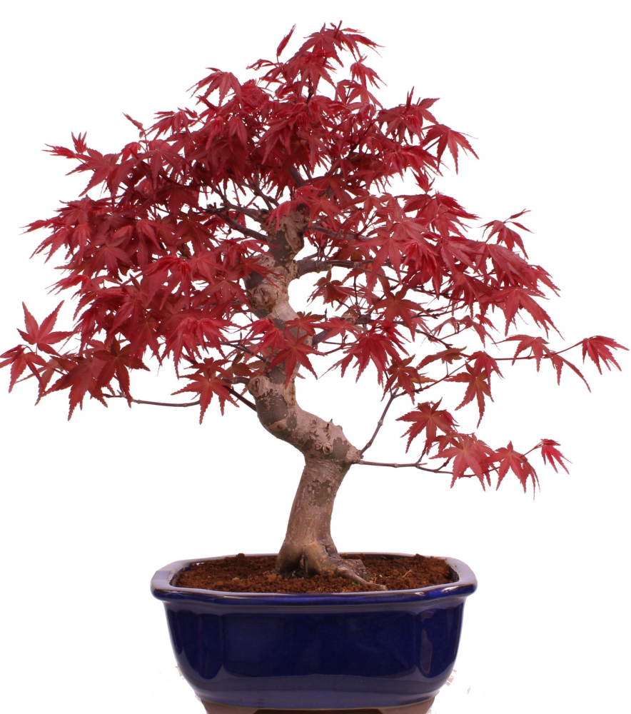 Bonsai - Acer palmatum Deshojo, roter Fächerahorn 229/34