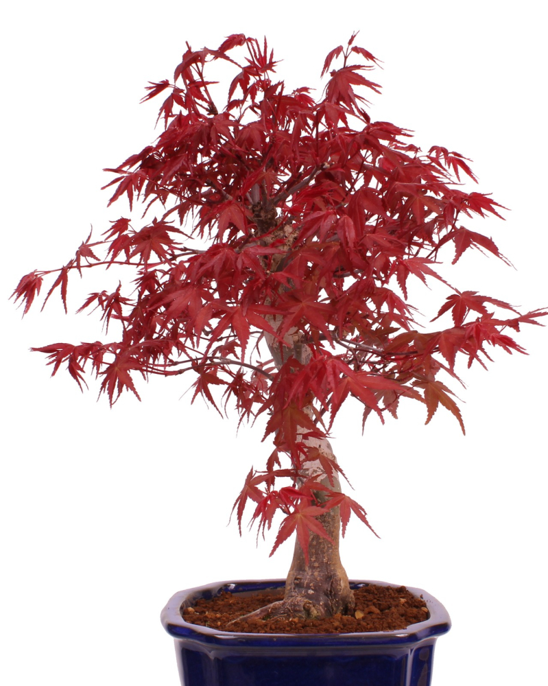 Preview: Bonsai - Acer palmatum Deshojo, roter Fächerahorn 229/34