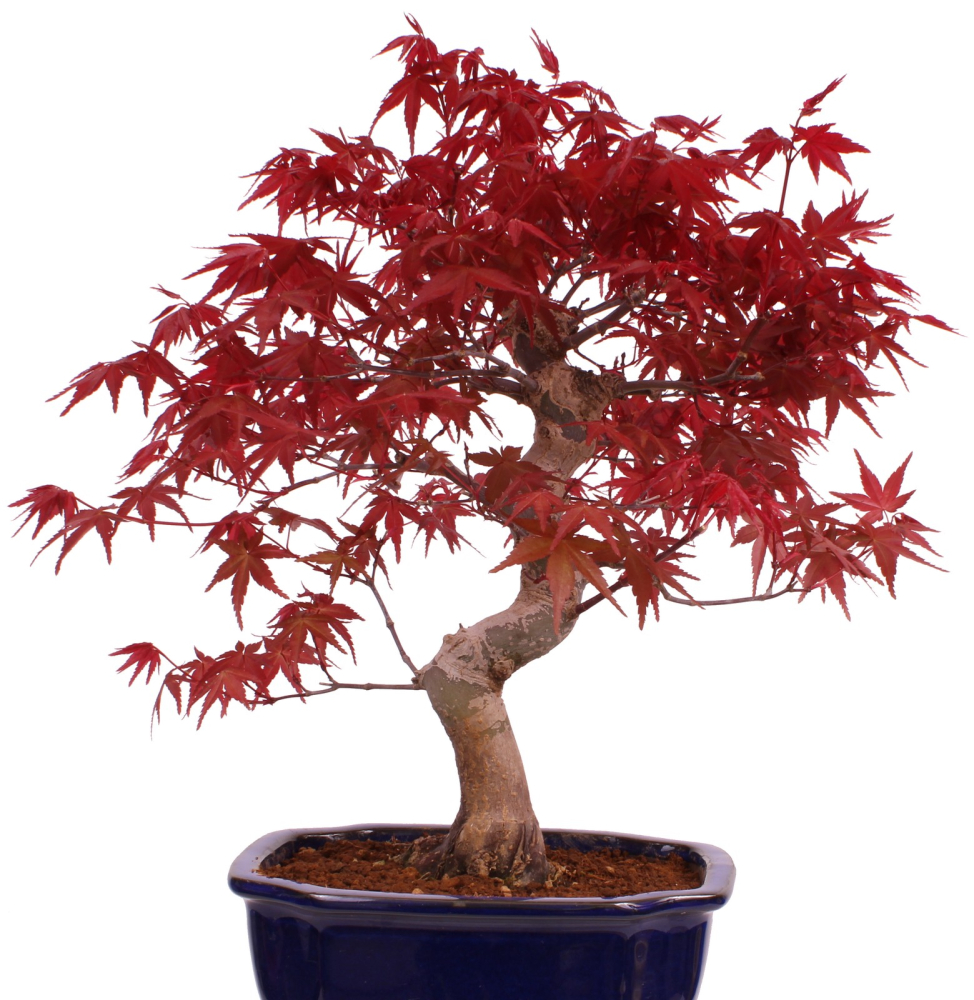 Preview: Bonsai - Acer palmatum Deshojo, roter Fächerahorn 229/34