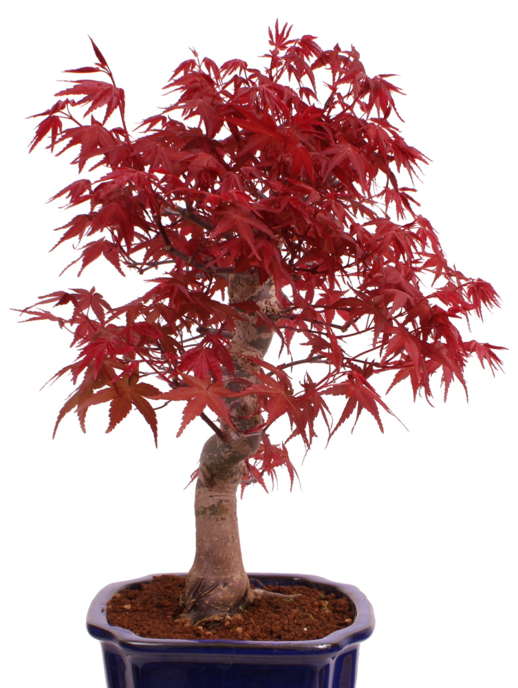 Preview: Bonsai - Acer palmatum Deshojo, roter Fächerahorn 229/34