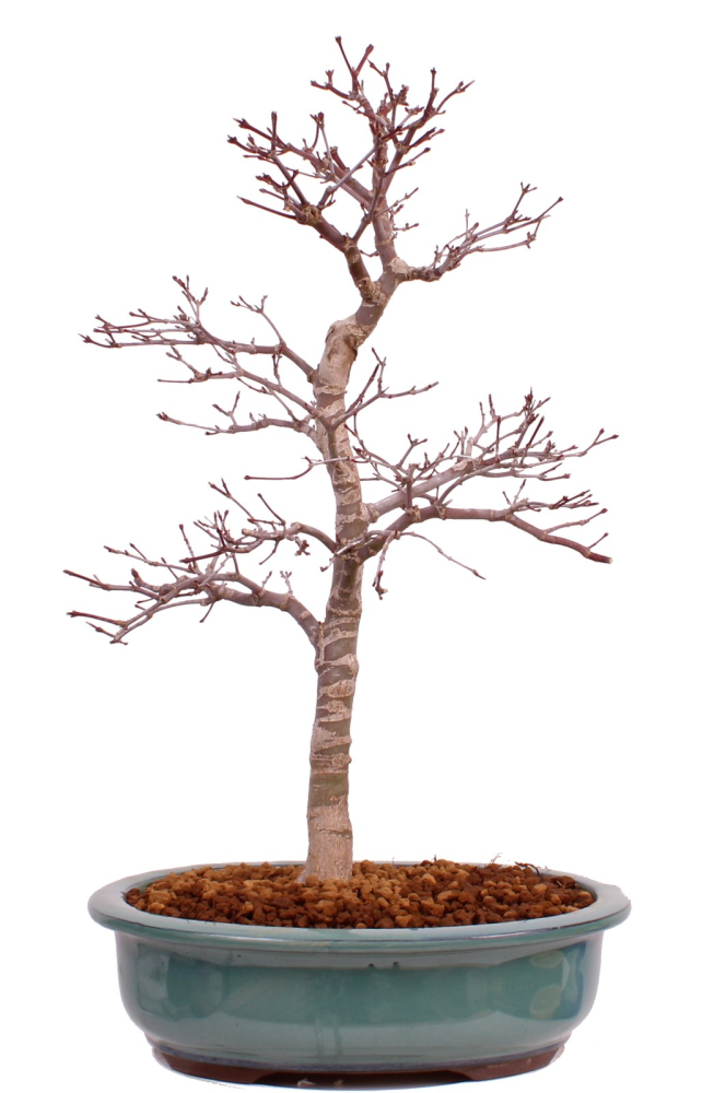 Bonsai - Acer palmatum Deshojo - roter Fächerahorn 229/35