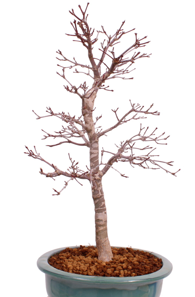 Bonsai - Acer palmatum Deshojo - roter Fächerahorn 229/35