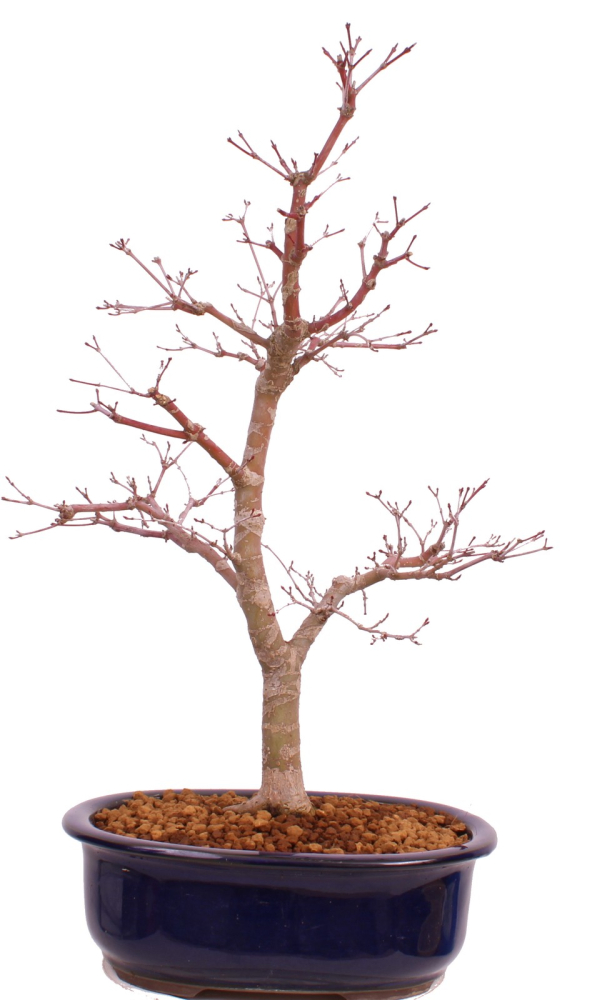 Bonsai - Acer palmatum Deshojo - roter Fächerahorn 229/36