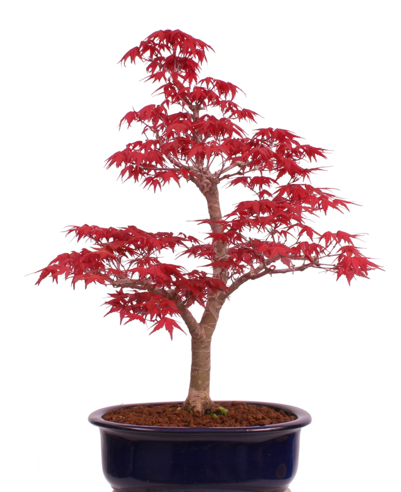 Preview: Bonsai - Acer palmatum Deshojo - roter Fächerahorn 229/36