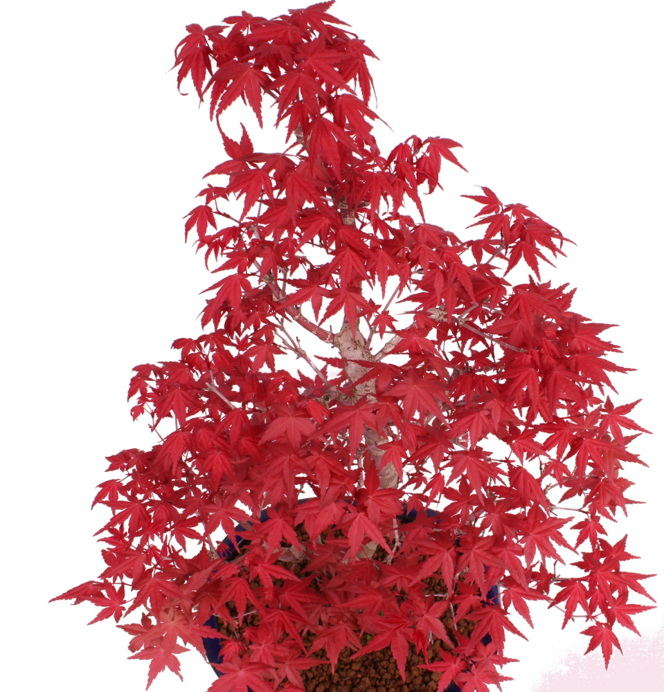 Bonsai - Acer palmatum Deshojo - roter Fächerahorn 229/36