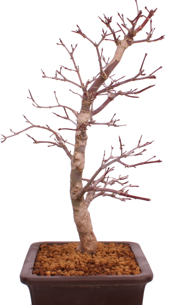 Bonsai - Acer palmatum Deshojo - roter Fächerahorn 229/37