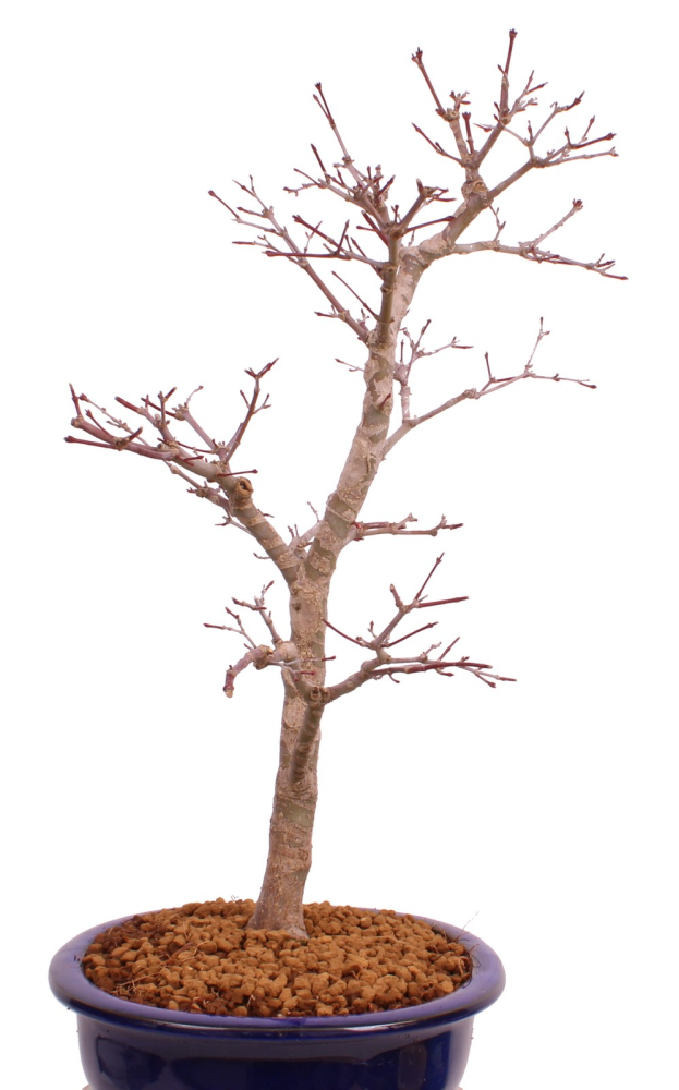 Bonsai - Acer palmatum Deshojo - roter Fächerahorn 229/38