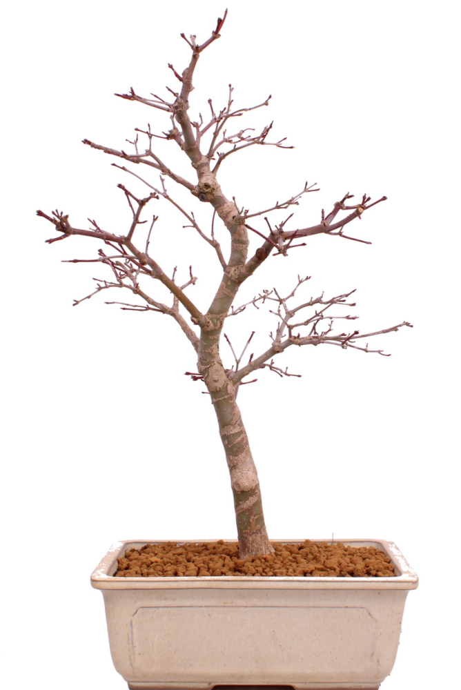 Bonsai - Acer palmatum Deshojo - roter Fächerahorn 229/39