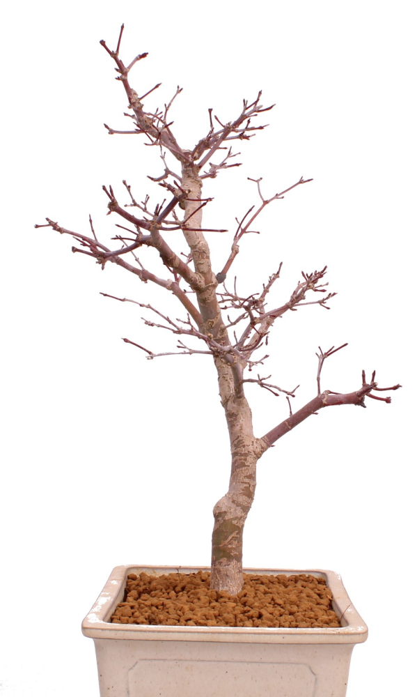Preview: Bonsai - Acer palmatum Deshojo - roter Fächerahorn 229/39