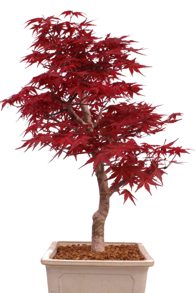 Bonsai - Acer palmatum Deshojo - roter Fächerahorn 229/39