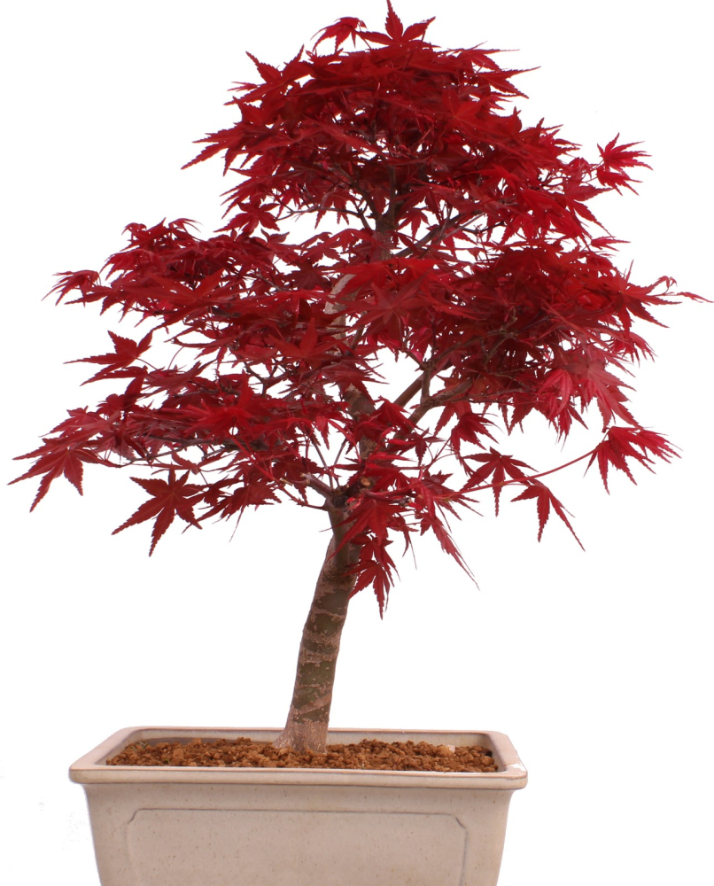 Bonsai - Acer palmatum Deshojo - roter Fächerahorn 229/39