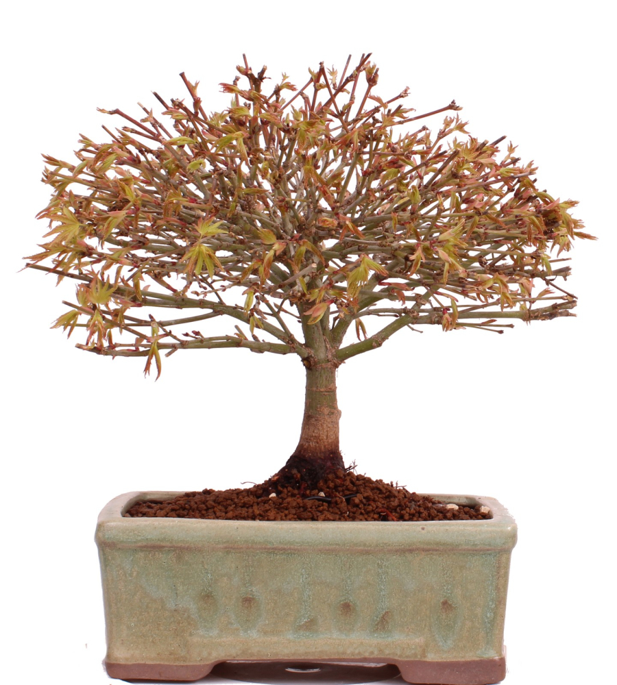 Bonsai - Acer palmatum Kiyohime - Japanischer Fächerahorn aus Japan 229/40