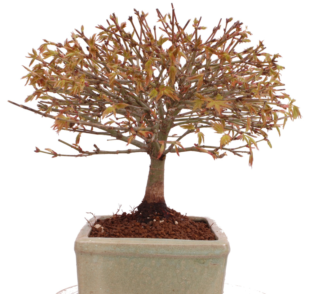 Bonsai - Acer palmatum Kiyohime - Japanischer Fächerahorn aus Japan 229/40