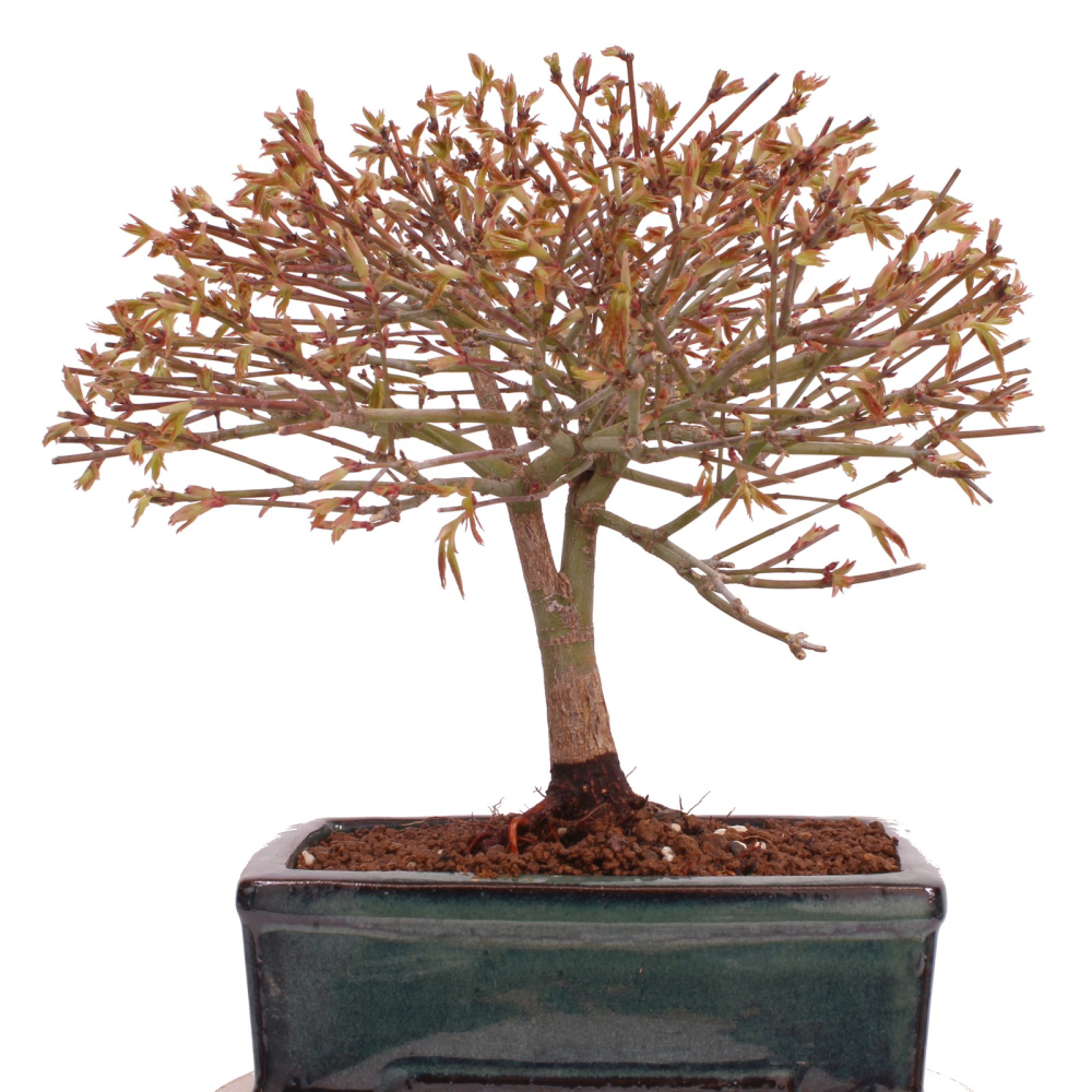 Preview: Bonsai - Acer palmatum Kiyohime - Japanischer Fächerahorn aus Japan 229/41