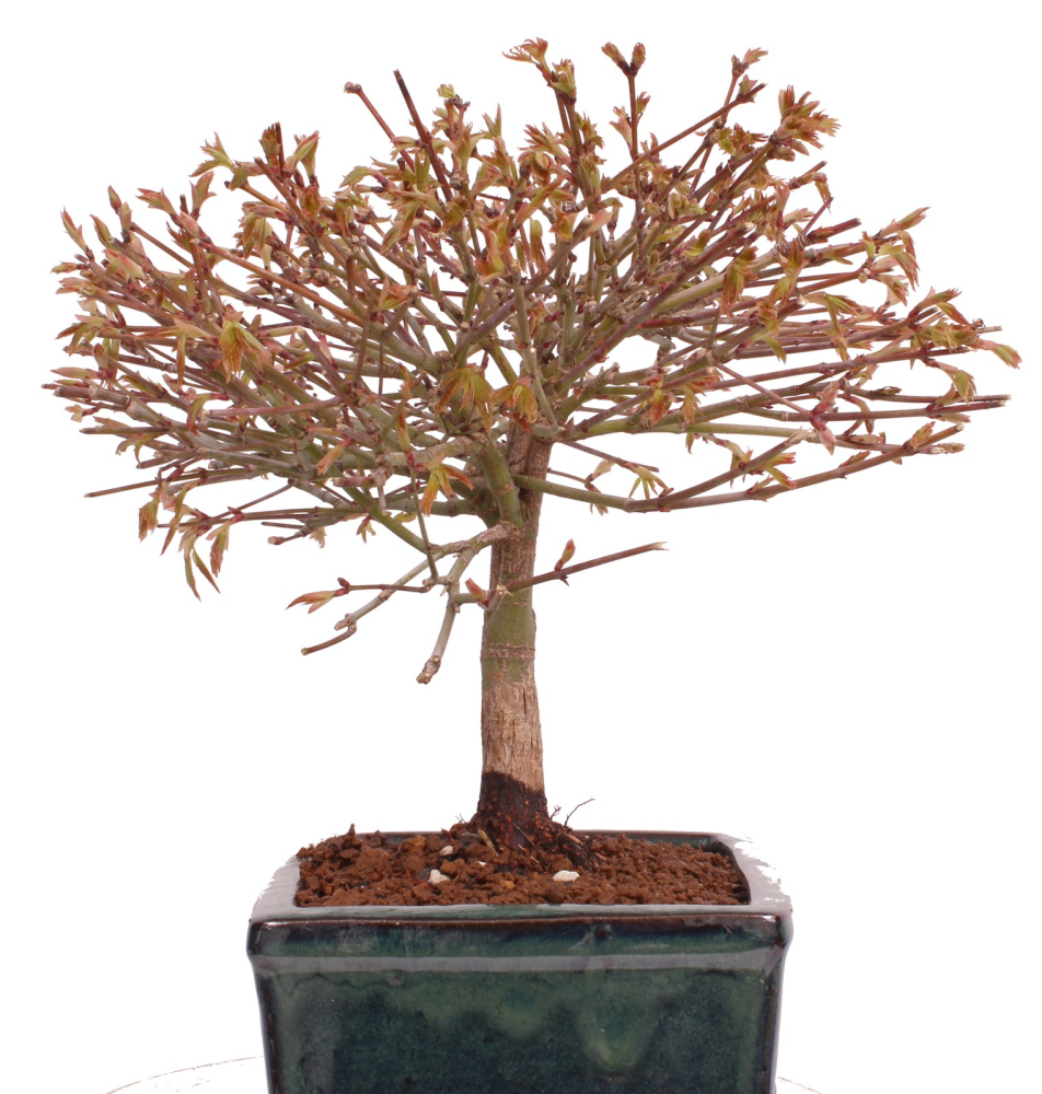 Preview: Bonsai - Acer palmatum Kiyohime - Japanischer Fächerahorn aus Japan 229/41