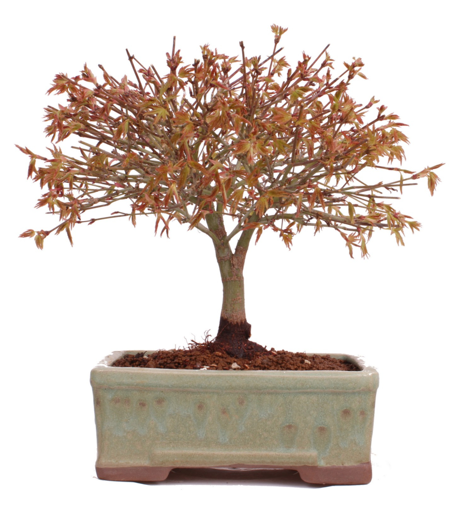 Bonsai - Acer palmatum Kiyohime - Japanischer Fächerahorn aus Japan 229/42