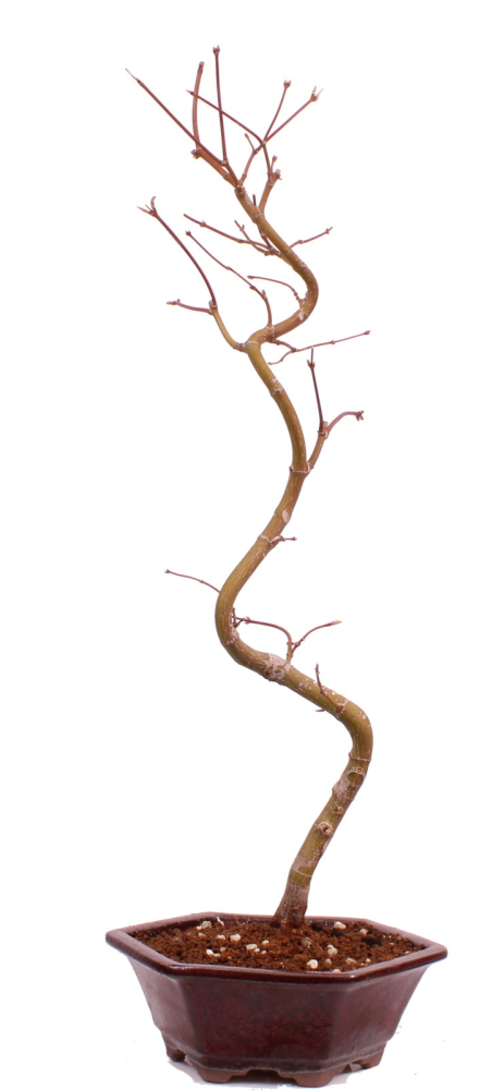 Bonsai - Acer palmatum 'Kyou-no-Mai' Japanischer Fächerahorn aus Japan 229/43