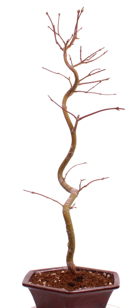 Bonsai - Acer palmatum 'Kyou-no-Mai' Japanischer Fächerahorn aus Japan 229/43