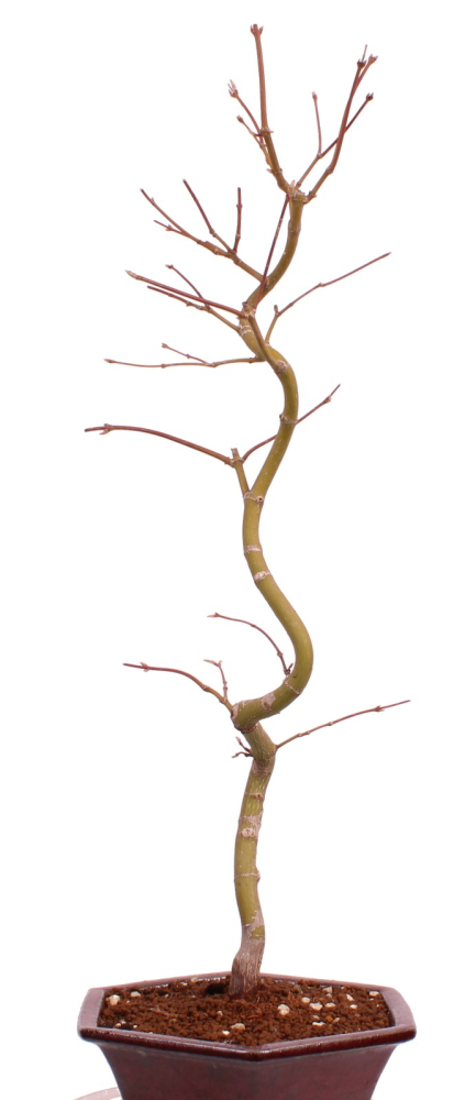 Bonsai - Acer palmatum 'Kyou-no-Mai' Japanischer Fächerahorn aus Japan 229/43