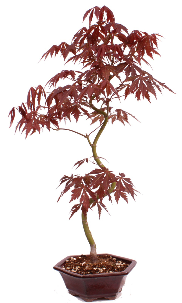 Bonsai - Acer palmatum 'Kyou-no-Mai' Japanischer Fächerahorn aus Japan 229/43