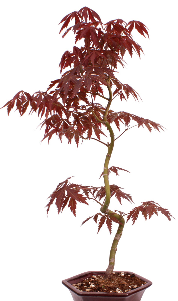 Preview: Bonsai - Acer palmatum 'Kyou-no-Mai' Japanischer Fächerahorn aus Japan 229/43